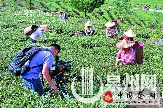 有关于央视直播安溪铁观音秋茶采摘 引领茶产业秋收的消息