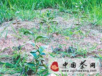 有关于航天育种的武夷岩茶有何不同的最新信息