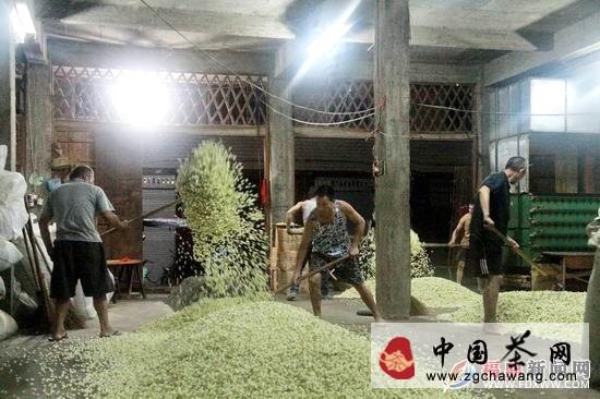 有关于福鼎市茉莉花茶生产迎来高峰期 企业窨制忙的热门消息