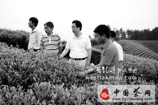 有关于浙江省农业厅首席茶叶专家毛祖法：让浙产茶叶更香更醇的热门信息