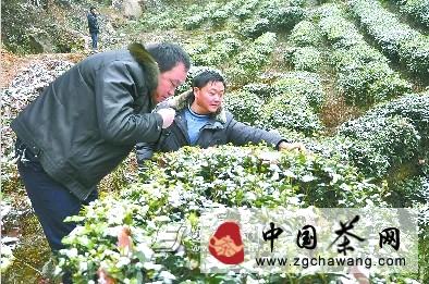 关于恩施市“土专家”指导促茶农增收的热门信息