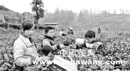 关于晴隆县春茶开采时间提前20天左右的热门新闻