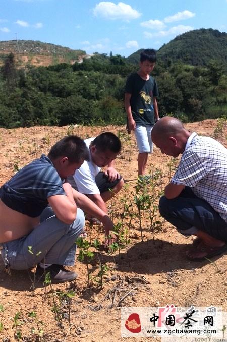 有关于保靖县茶叶办指导茶农抗旱救灾的热门新闻