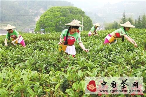 有关于仁化县扶持茶叶产业发展，打造广东产茶强县的热门新闻(1)