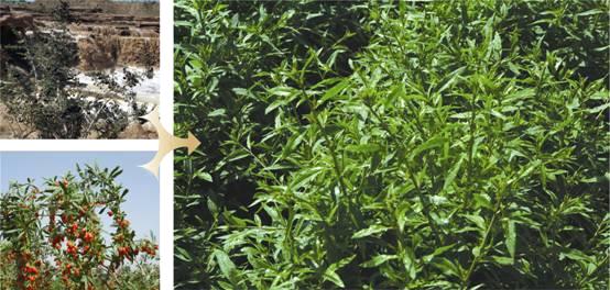 关于童子茶带动宁夏经济全面发展的热门资讯(2)