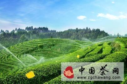 有关于2014竹叶青春茶 清新上市的消息(1)