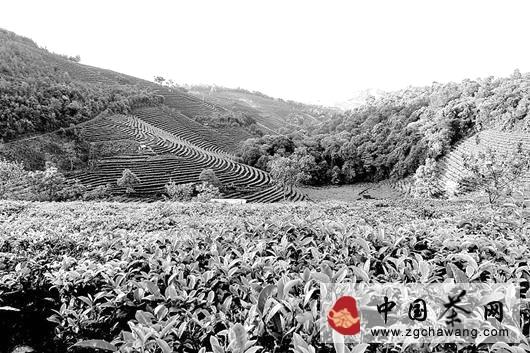 关于江城普洱茶涨价三成   还需理性看待的消息