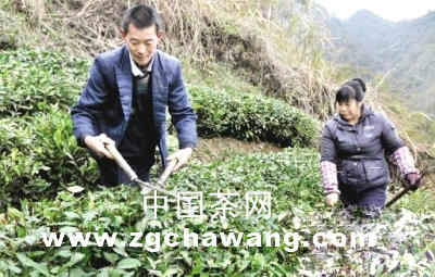 关于武义白姆乡茶农忙修剪茶树备春茶的热门消息