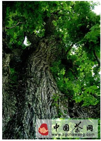 有关于茶行业又添新贵 柳叶茶 —— “柳茶”的热门资讯(2)