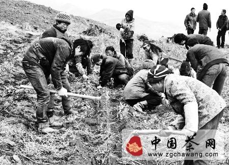 有关于晴隆县荒山流转成就有机无公害茶园的新闻