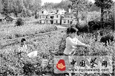 关于恩施秋茶开始采摘的热门资讯