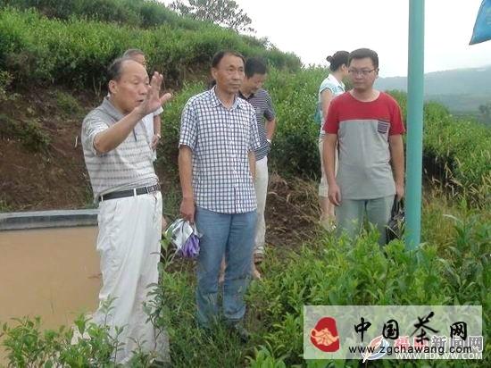 关于福鼎市茶业协会组织开展福鼎白茶文化调研(图)的热门信息