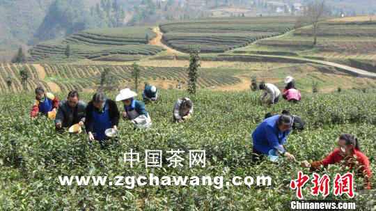 关于贵州“春前茶”开摘的消息