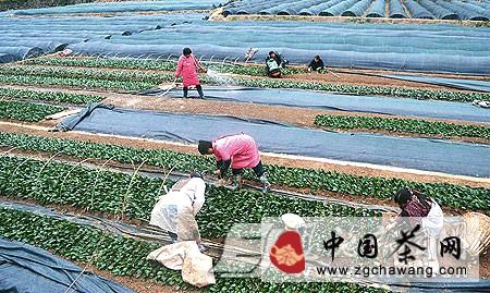 关于巴东县溪丘湾乡已建成茶叶苗圃基地４８亩(图)的信息