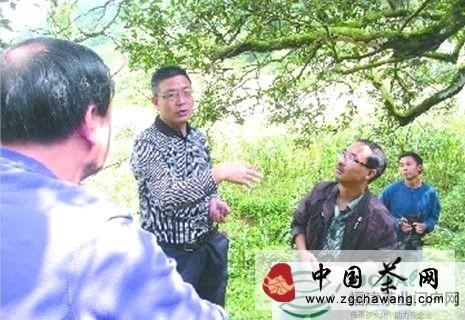 有关于纳雍千年古茶意欲“重出江湖”的热门新闻