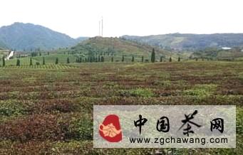 关于江西茶园普遍遭受旱灾 各地全力以赴抗旱救灾的最新资讯