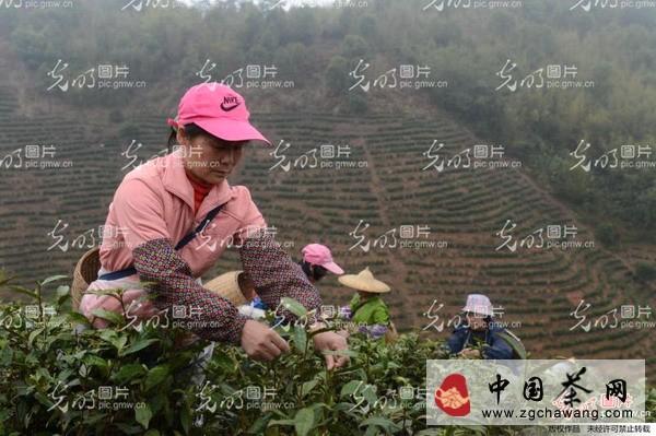 有关于昭平县17万亩茶园陆续开采今年首批春茶(图)的信息