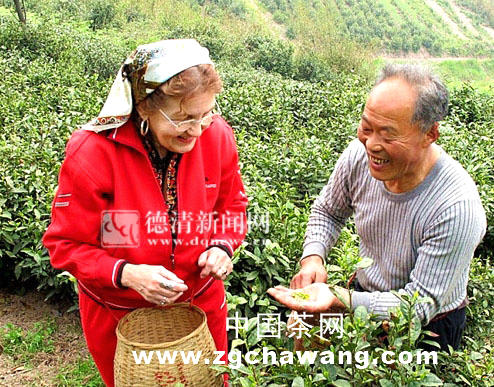 有关于加拿大女作家来德清当起“茶工”的热门信息