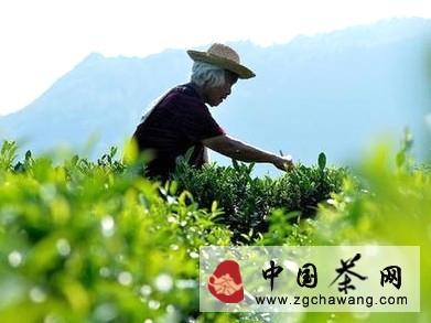 有关于湖北宣恩“粗茶精采”秋茶俏的热门消息