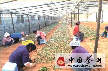 关于佛冈县全力打造首家生态观光茶园的消息(1)