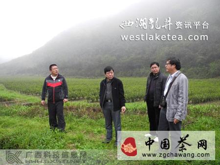 关于龙胜县完成２０１３年度茶叶种植验收工作(图)的信息