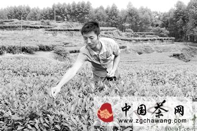 关于夹江青年返乡种茶创业成“示范”的热门资讯