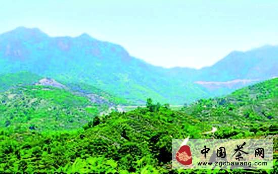关于六百岁“茶王”重见天日（图）的热门信息
