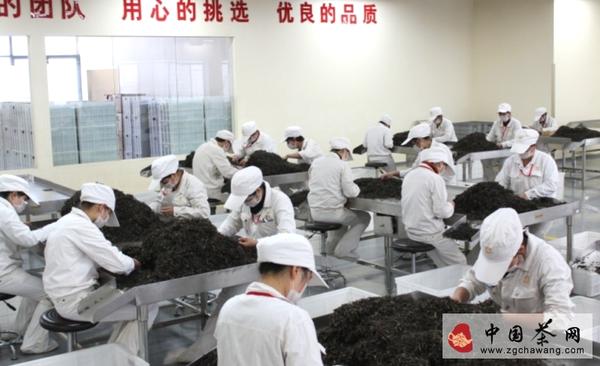 关于曼松贡茶：连皇帝都舍不得喝的茶的消息(1)