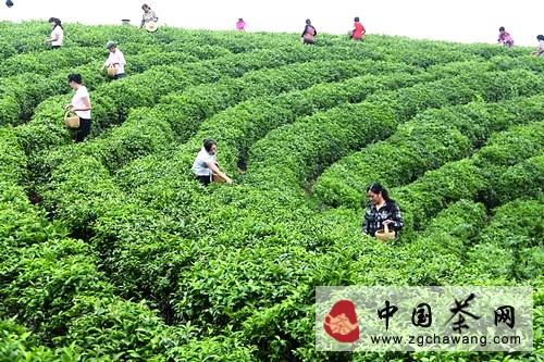有关于文新茶叶：建立在品牌质量上的名茶复兴的热门信息(2)