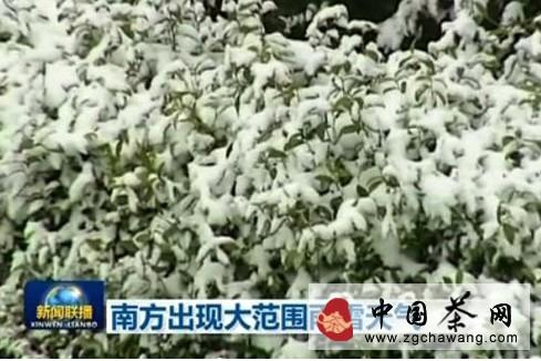 关于大雪袭击黄山安庆 岳西茶园茶芽受冻的新闻