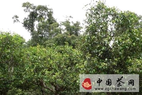 有关于古树普洱茶面对“中国式茶叶战争”的热门资讯