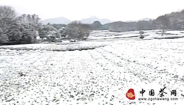 关于【茶业简讯】02.17 受雨雪天气影响 江西早熟茶推迟上市的热门资讯