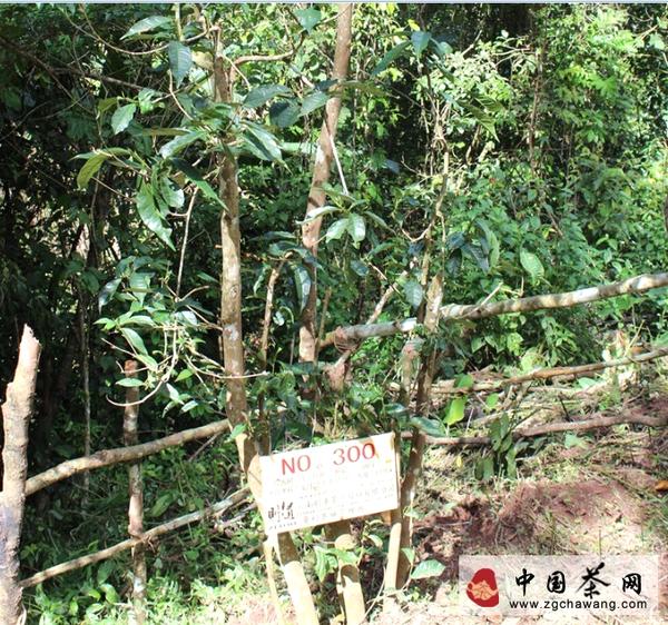 有关于《茶颂》呈现历史真相 则道还原历史真相的最新资讯(1)