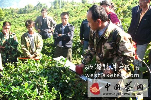 有关于沧源县茶办：抓住时期 深入基层 开展茶园冬季管理技术服务的热门资讯