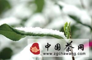 关于杭州马年初雪，对今年春茶好处多多的最新消息(2)