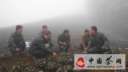 有关于三元农技人员为茶农传授防寒抗冻技术的最新信息