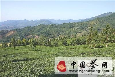 有关于袁荣辉：我只想还原茶的健康本质的热门资讯(1)