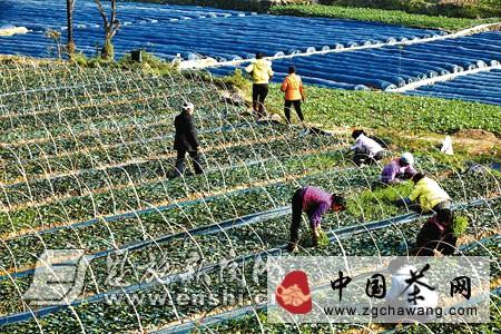 有关于巴东溪丘湾新建百亩茶苗基地，壮大茶叶产业的最新信息