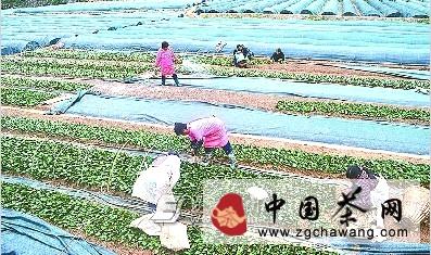 有关于巴东县溪丘湾茶农们正加紧培育茶苗的新闻
