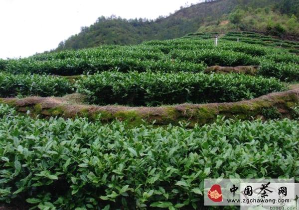 关于安溪有机茶产业发展已入快车道的最新资讯