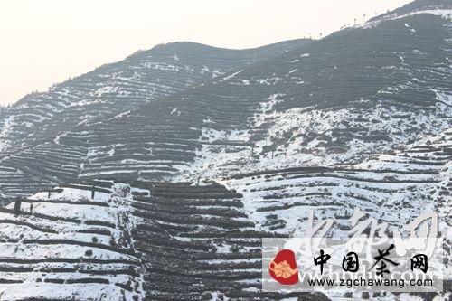 有关于丹江口市土关垭镇：大雪未影响到茶产业的最新消息