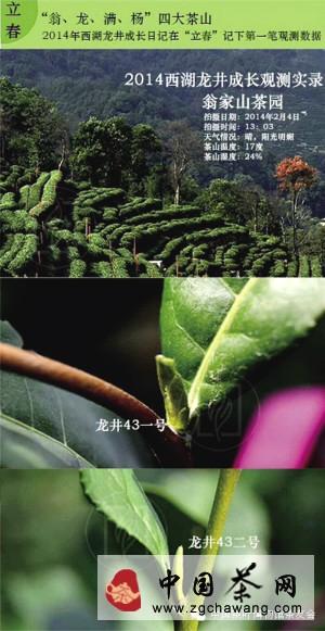 关于杭州马年初雪，对今年春茶好处多多的最新消息