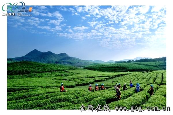 有关于石阡茶产业发展见闻的信息(1)