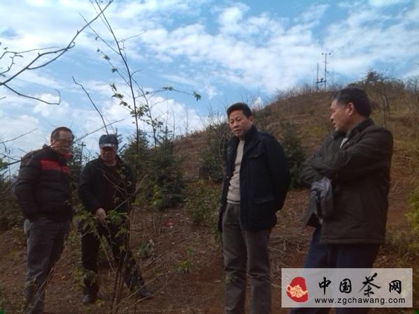 关于陆国保赴平乐县调研甜茶产业发展的新闻