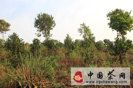 关于生命之叶曼松贡茶持续升值的秘密的最新资讯(2)