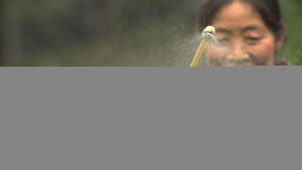 关于寻找手工茶的发展之路：从蒙顶黄芽说起的热门信息