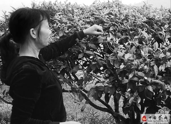 关于新平峨毛茶香农户笑的最新信息