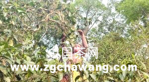 关于云南普洱茶毛茶价格出现飙涨的最新资讯
