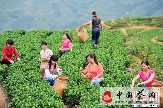 关于福建安溪再迎铁观音秋香四溢时节的最新消息