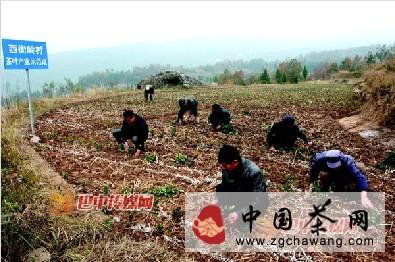 有关于通江做大做强茶产业的最新消息